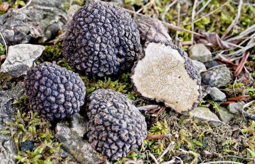 Трюфель Трюфель