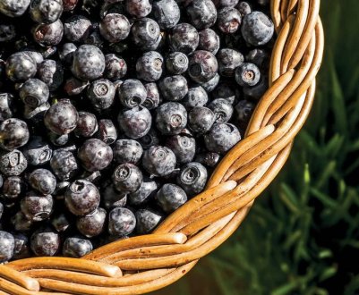 В Україні з'явиться іскристе сухе вино з чорниці