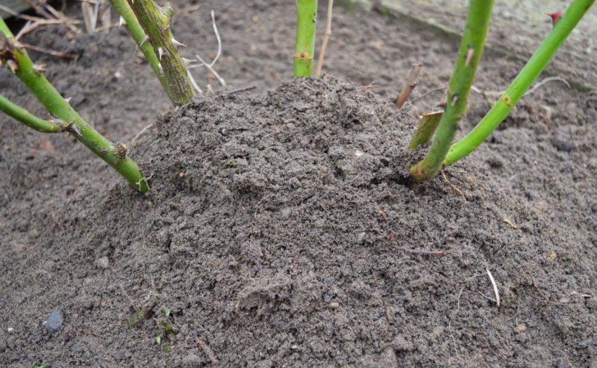 Окучування троянд на зиму