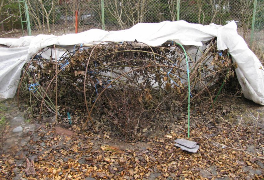 Укриття троянд на зиму