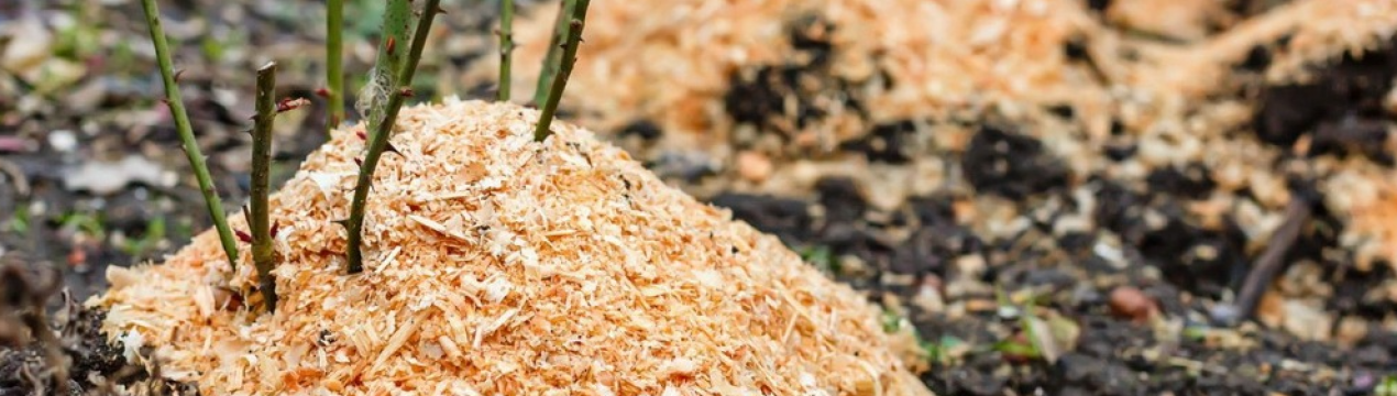 3 кроки до безпроблемної зимівлі троянд на ділянці