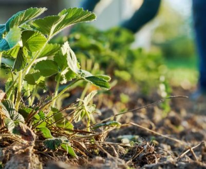 Як підготувати полуницю до зими, щоб не залишитися без врожаю