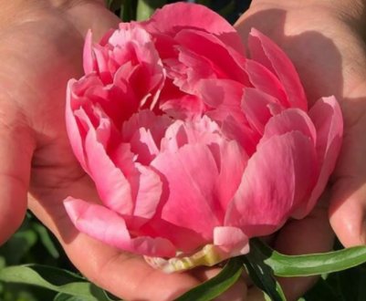 Щоб піони цвіли, як ніколи, підкорміть їх в жовтні цим добривом