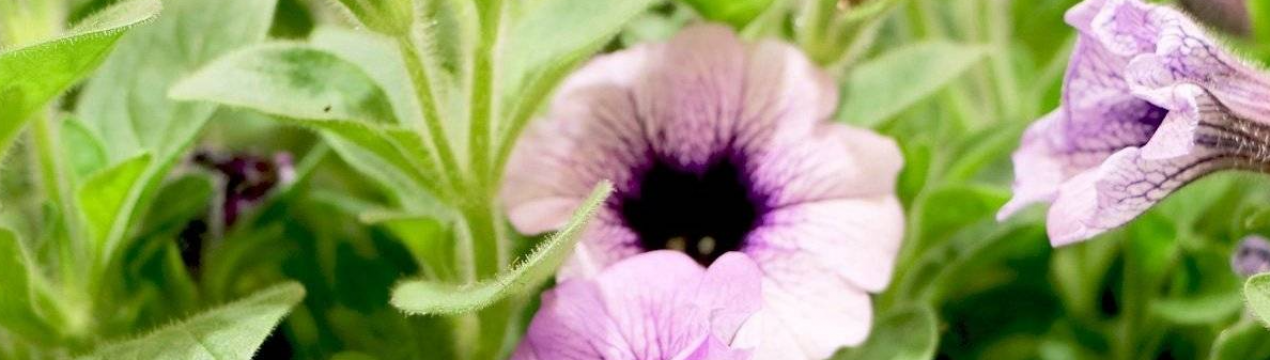 2 способи, якими я користуюся, щоб зберегти петунію до весни