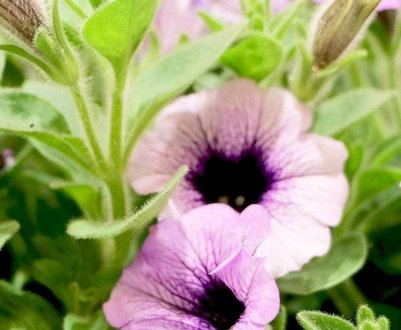 2 способи, якими я користуюся, щоб зберегти петунію до весни