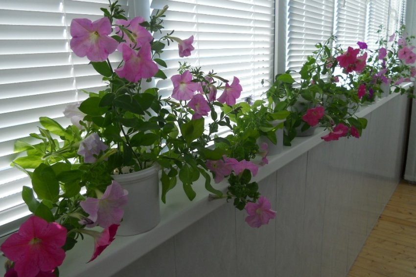 Зимівля петуній в будинку Зимівля петуній в будинку