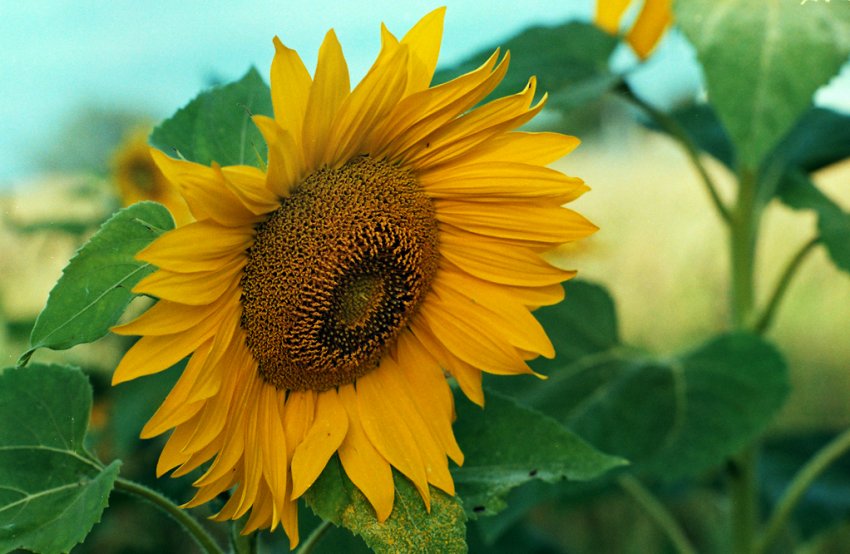 Гібридний соняшник Гібридний соняшник