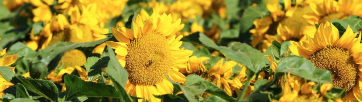Селекціонери презентували новий гібрид соняшнику