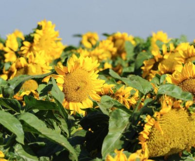 Селекціонери презентували новий гібрид соняшнику