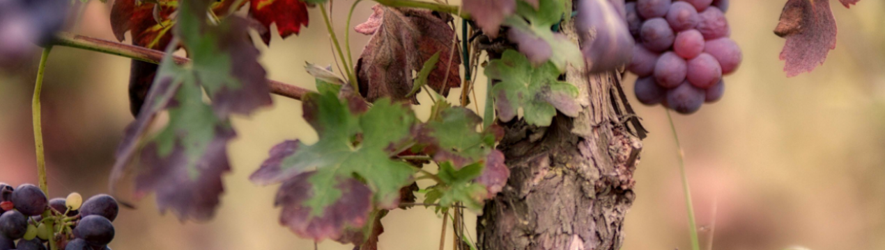 Обробіть виноград восени так, щоб завжди мати врожай