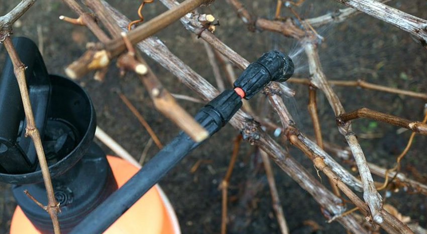 Обробка винограду осінню Обробка винограду осінню