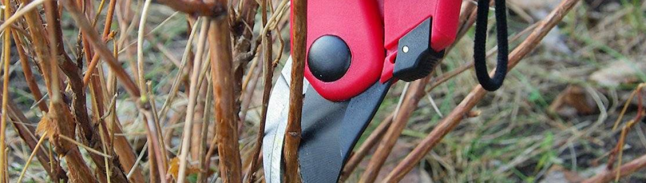 Про які 5 справ не можна забувати при підготовці ягідних кущів до зими