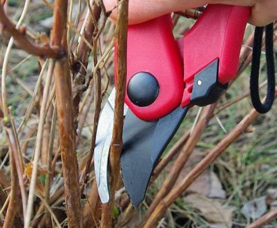 Про які 5 справ не можна забувати при підготовці ягідних кущів до зими