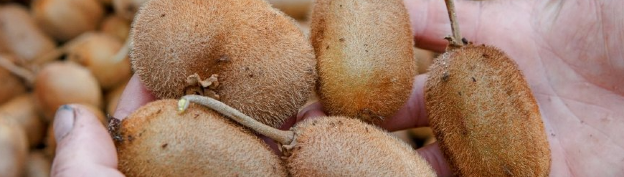 Український фермер створив незвичайний сорт ківі