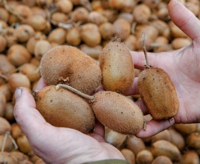 Український фермер створив незвичайний сорт ківі