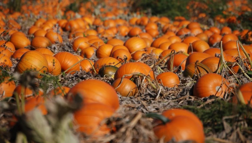 Вирощування тикув