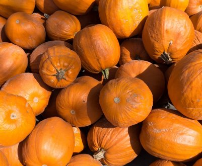 Україна збільшила виробництво гарбузів