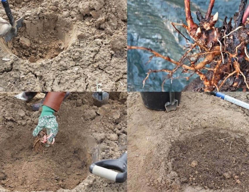 Посадження піонів восени Посадження піонів восени