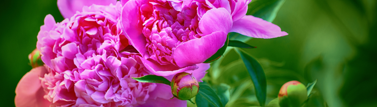 Щоб півонії зацвіли наступного року, не робіть цих помилок восени