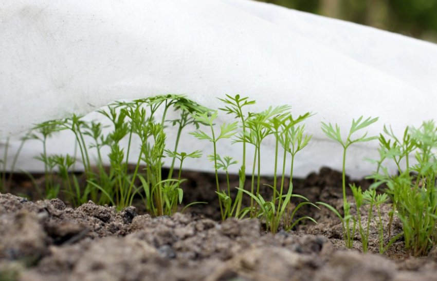 Морква на зиму