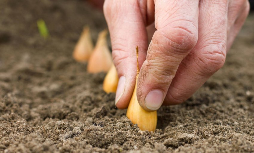Посадка цибулі під зиму