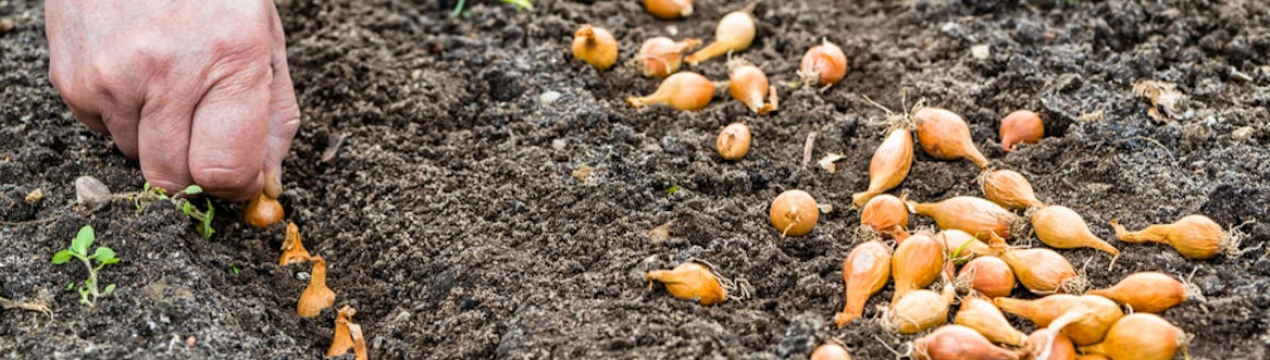 Що варто посадити на зиму, щоб у весняний час вже мати врожай?