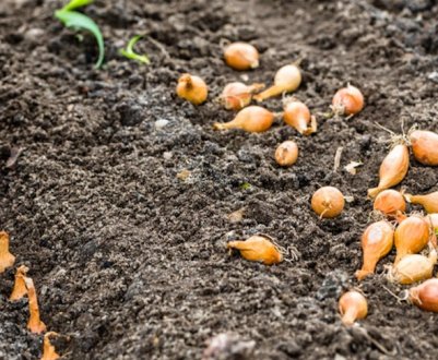 Що варто посадити на зиму, щоб у весняний час вже мати врожай?