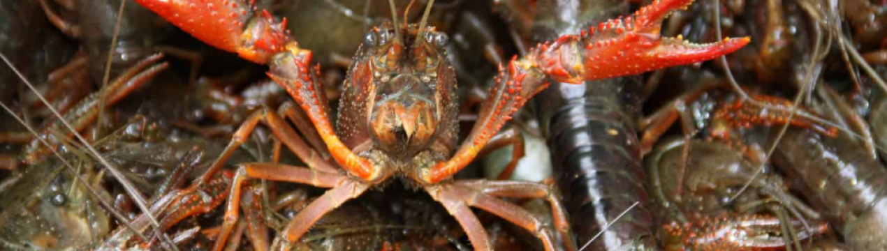 Раковий бізнес в Україні: реальність і перспективи