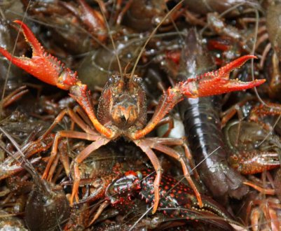 Раковий бізнес в Україні: реальність і перспективи