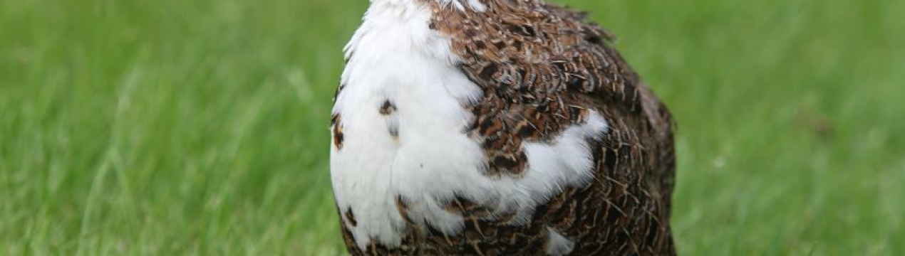 Учені вивели новий вид яєць з нешаблонним кольором шкаралупи