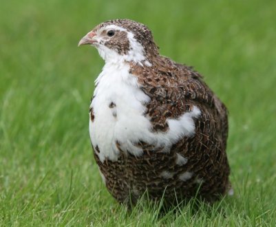 Учені вивели новий вид яєць з нешаблонним кольором шкаралупи