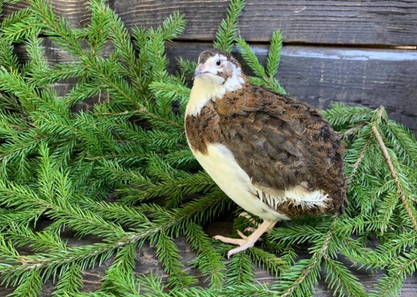 Перепілка Селадон