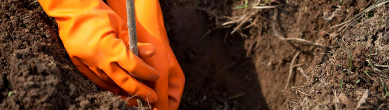 Зачекайте до весни! Дерева і кущі, які не можна садити восени