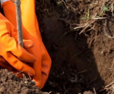 Зачекайте до весни! Дерева і кущі, які не можна садити восени