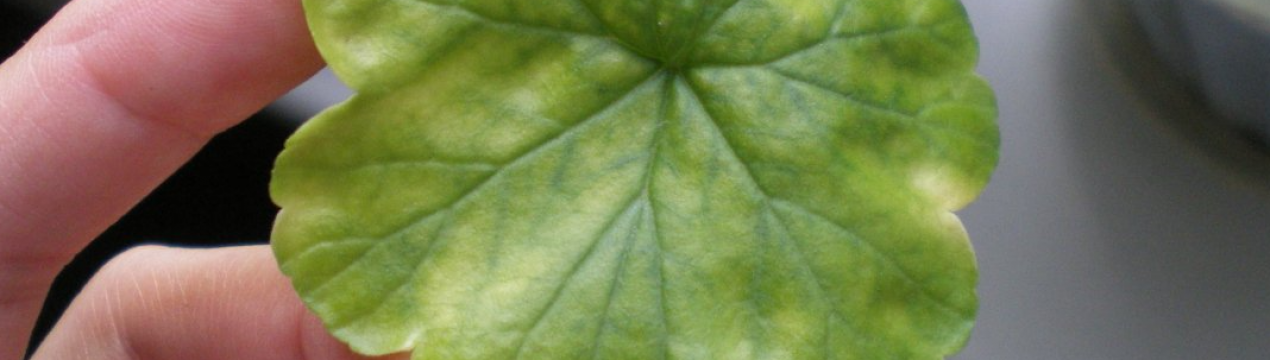 Чим удобрити герань, щоб листя не жовтіло і не в'яло?