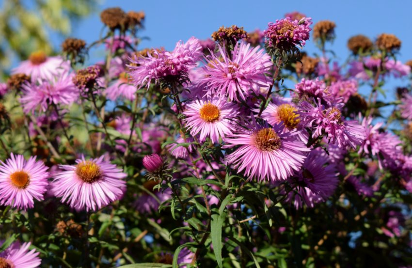 Октябринки Октябринки