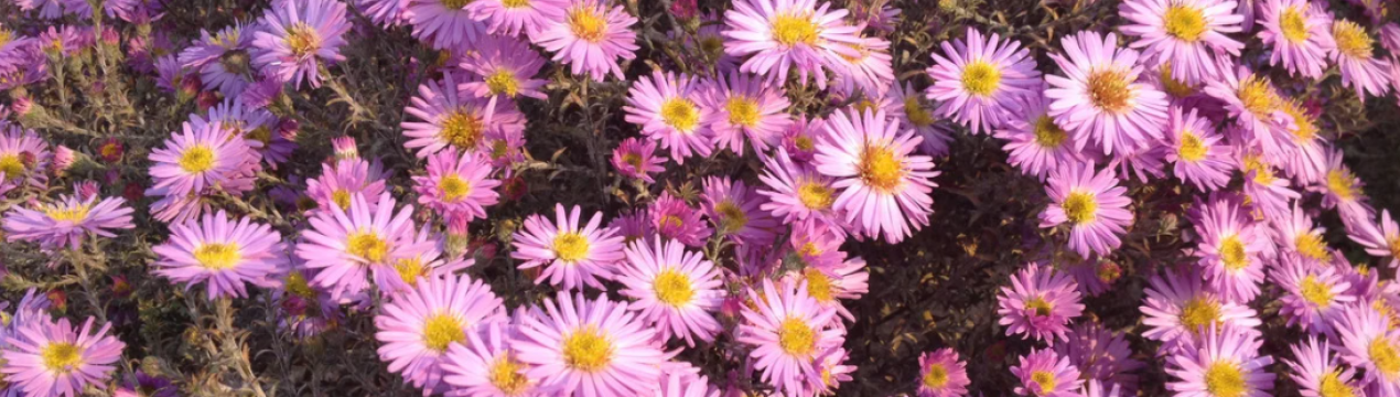 Важливі правила по догляду за календулами, які змусять їх цвісти кулями