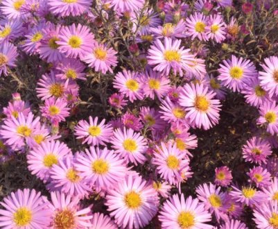 Важливі правила по догляду за календулами, які змусять їх цвісти кулями