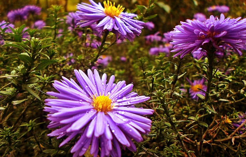 Октябриночки Октябриночки