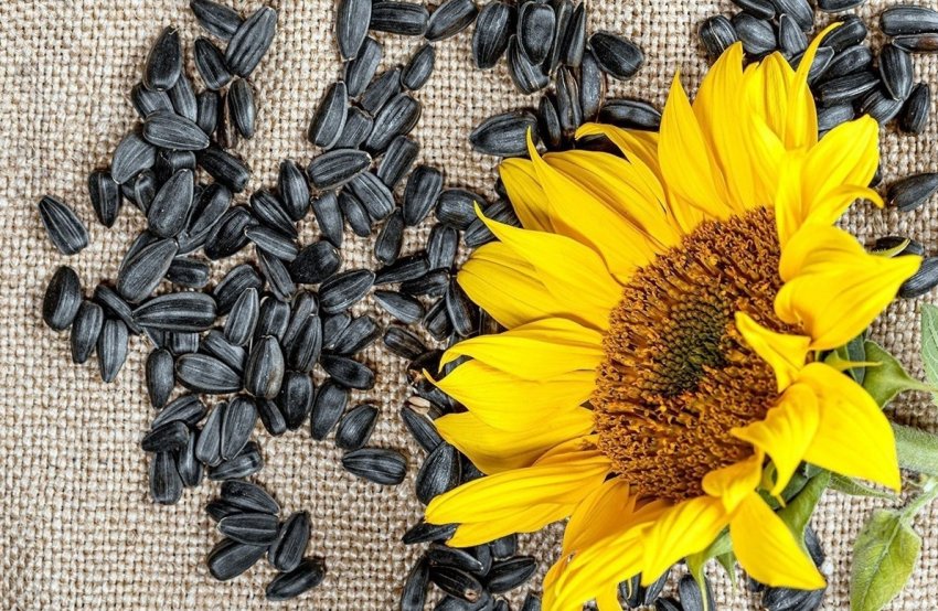 Скорочення запасів соняшнику