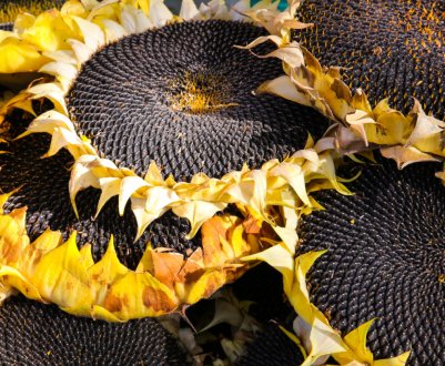 Україні значно скоротились запаси соняшнику