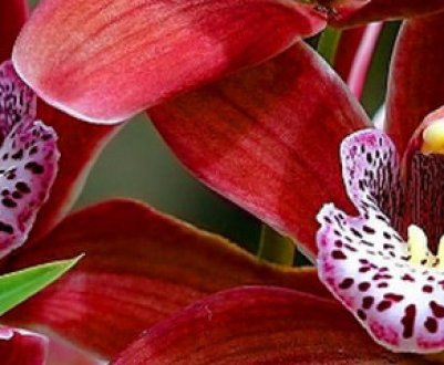 Що робити — у орхідеї опадає листя?