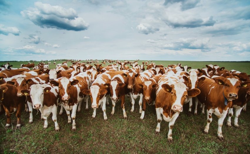 Велика рогата худоба