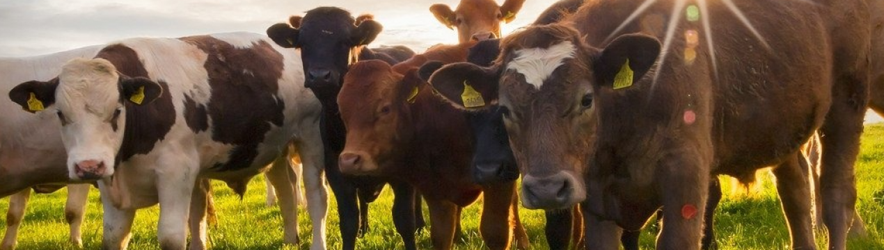 В Сумській області тваринництво знаходиться на межі зникнення