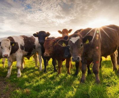 В Сумській області тваринництво знаходиться на межі зникнення
