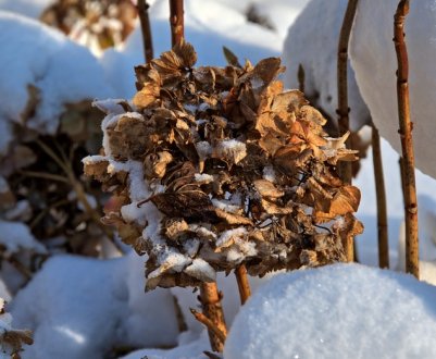 Як прикрити гортензію, щоб вона успішно перезимувала?