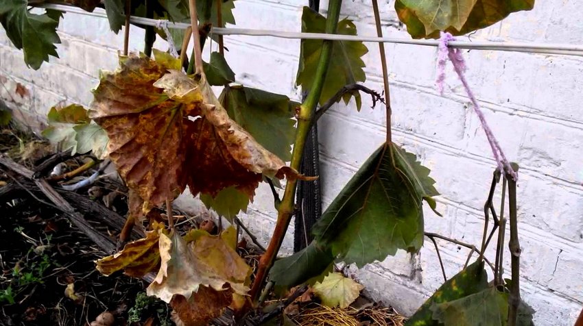 Морози на винограді Морози на винограді