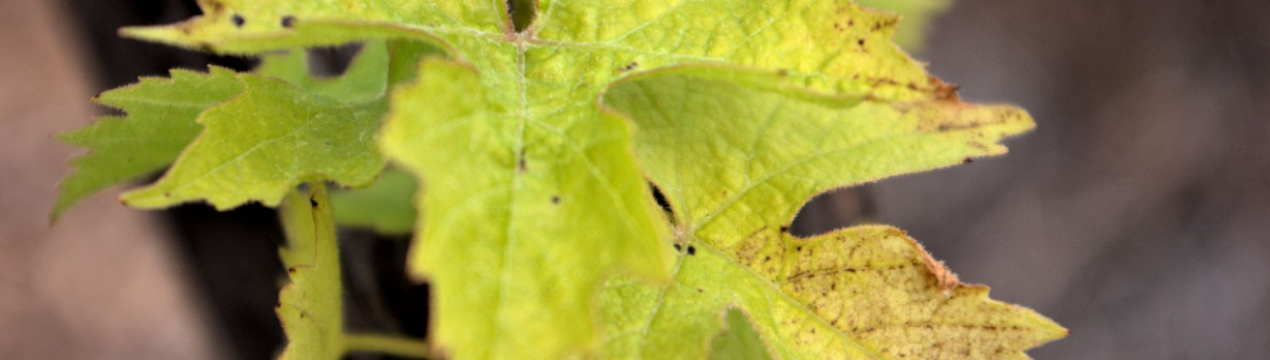Замерзли листя на винограді! У вас є 2 дні, щоб це зробити!