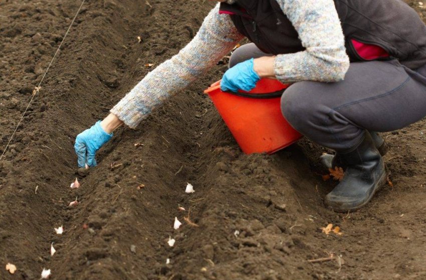 Посадка часнику в листопаді