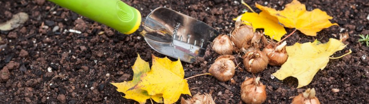 Не час відпочивати! Що посадити і посіяти в листопаді?